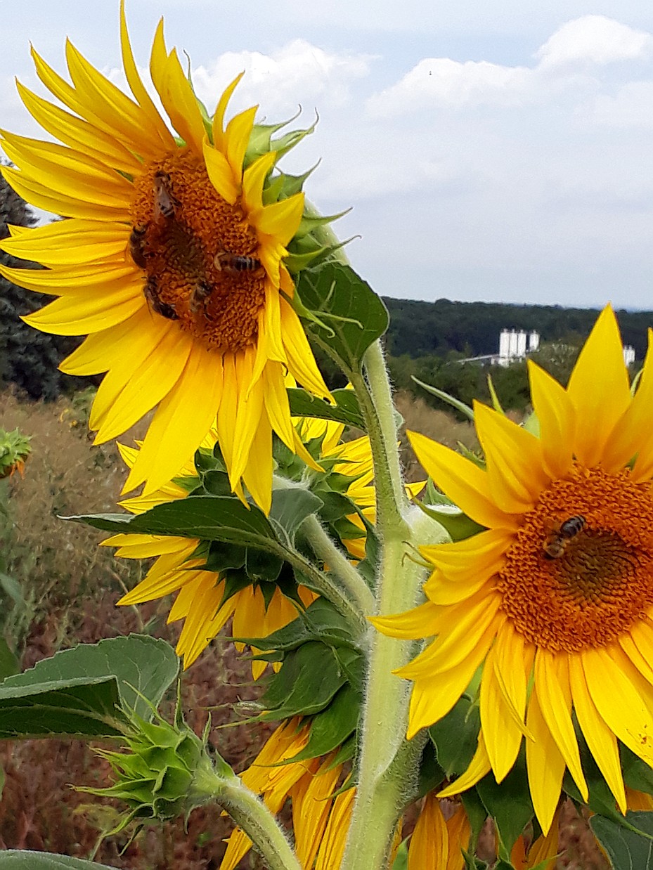 Sonnenblumen 06 08 2019