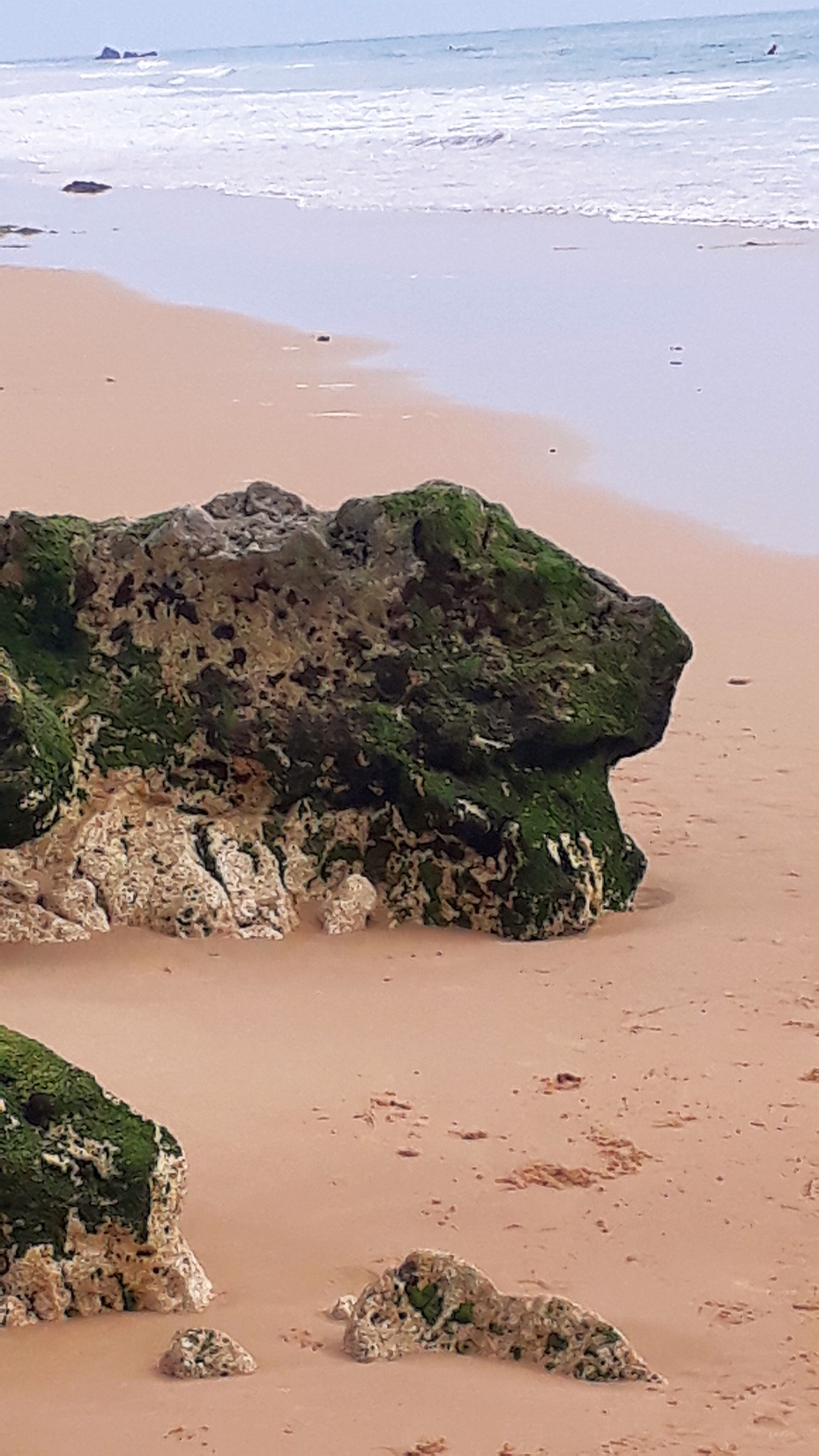 Grne Meerkatze Algarve