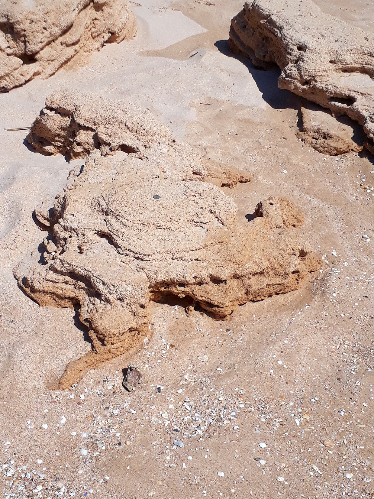 Sand-Schildkrte Algarve 3 2019